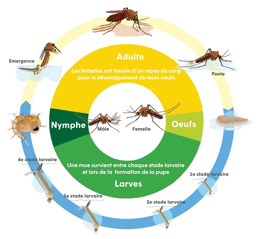 Cycle de vie moustique